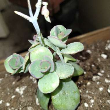 Marnier's Kalanchoe