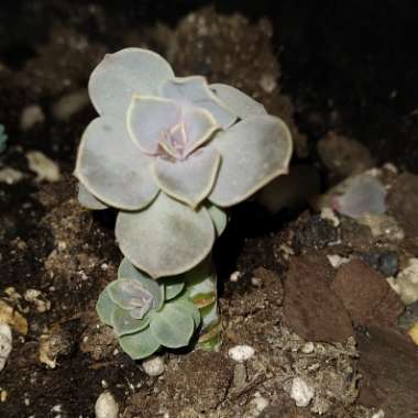 Echeveria 'Perle Von Nurnberg'