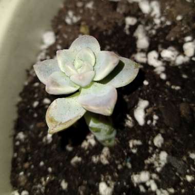 Graptosedum 'Ghosty'