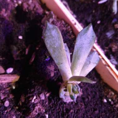 Echeveria 'Mexican Giant'
