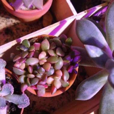 Variegated Anacampseros 'Sunrise'