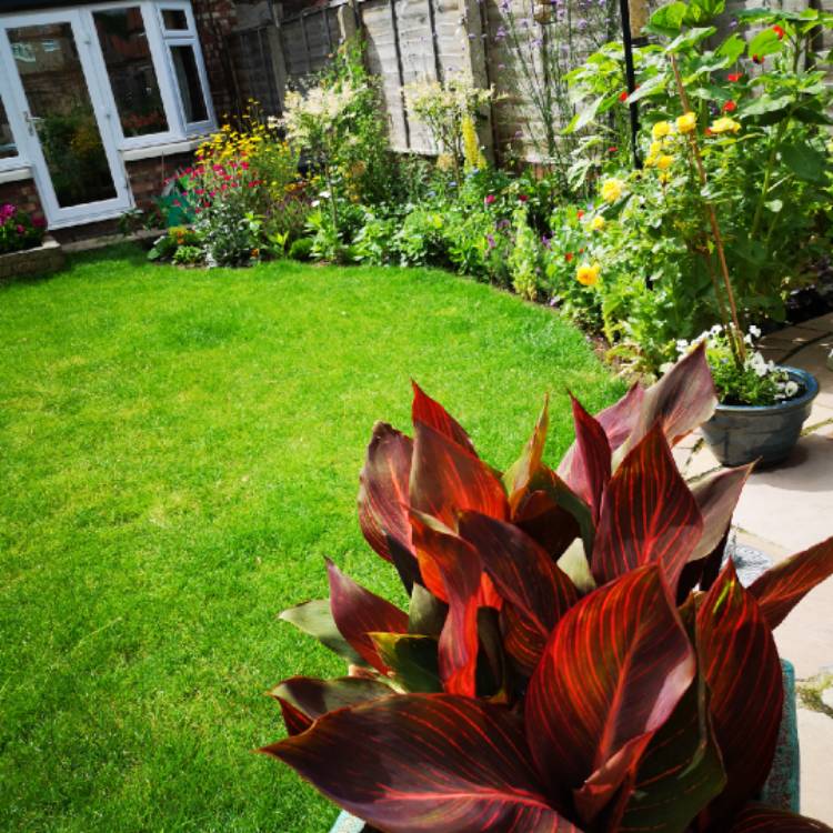 Plant image Canna 'Phasion' syn. Canna 'Durban', Canna 'Tropicanna', Canna 'Inferno'