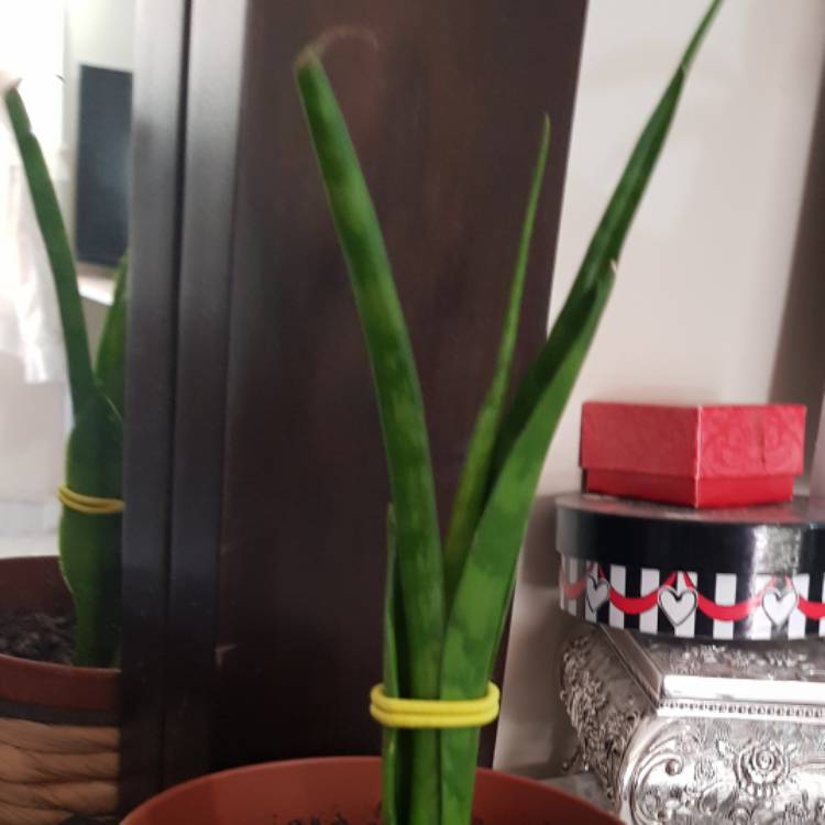 plant image 1181093