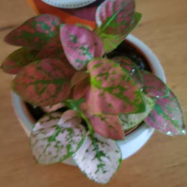 Hypoestes phyllostachya