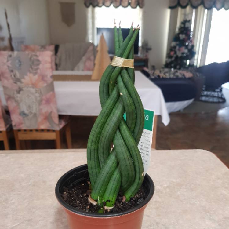 plant image 1214373