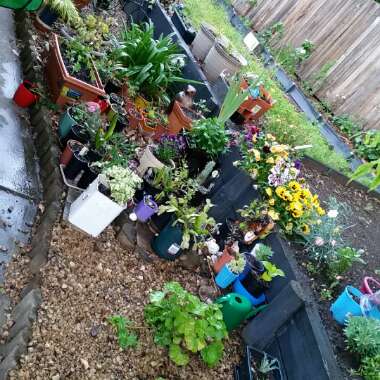 Rachel's garden