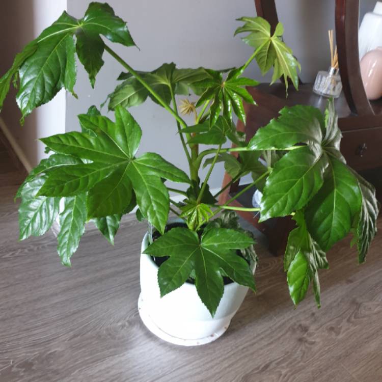 Plant image Fatsia japonica 'Variegata'