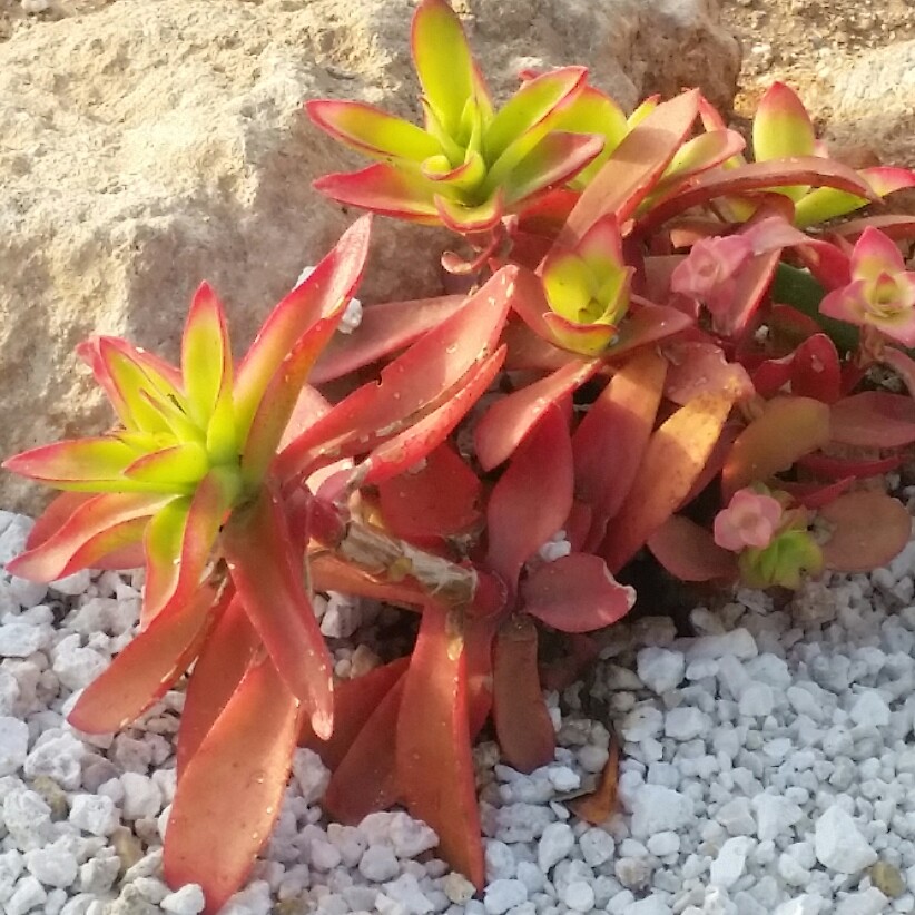 Crassula capitella 'Campfire'