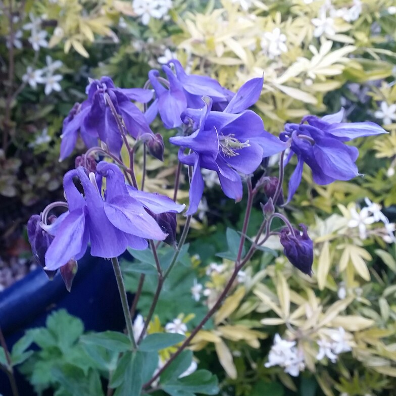 Plant image Aquilegia 'Hensoll Harebell'