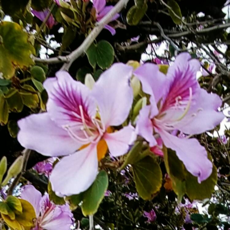Plant image Bauhinia Purpurea (Phanera purpurea)