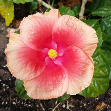 Troy's garden