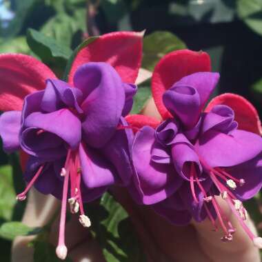 Fuchsia 'Whiteknight's Amethyst'