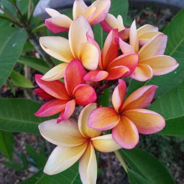 Frangipani 'Sorbet Ripple'