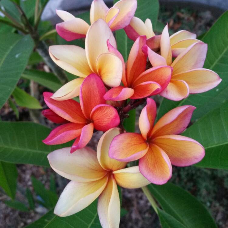 Plant image Plumeria rubra 'Sorbet Ripple'