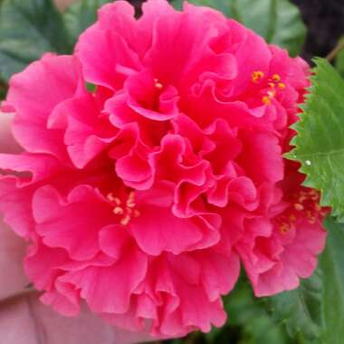 Troy's garden