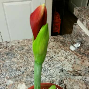 Hippeastrum 'Red Lion'
