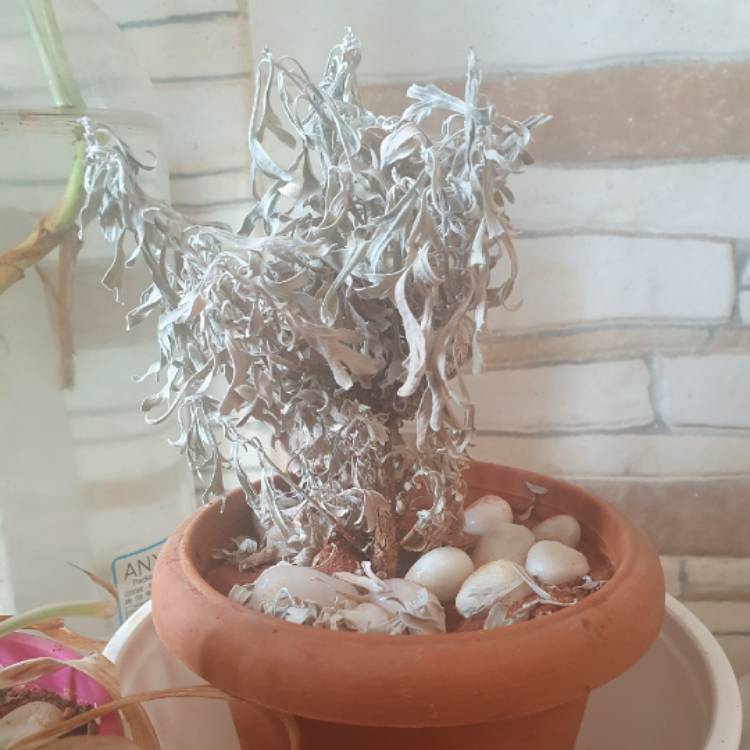Plant image Artemisia Ludoviciana 'Silver Queen'