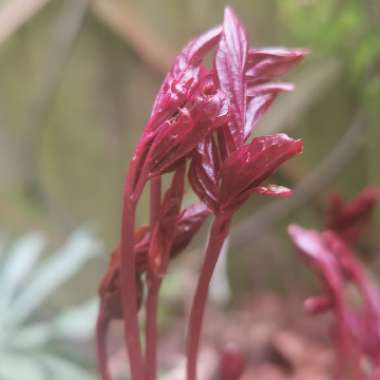Emma's garden