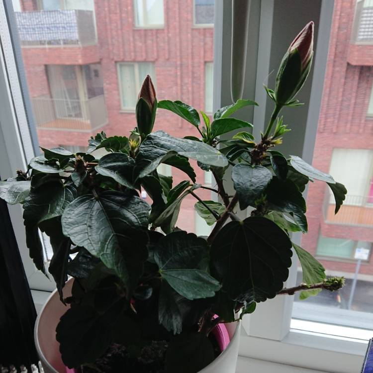 plant image 669343 plant image 669343