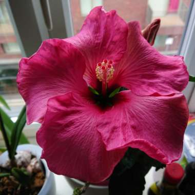 Hibiscus rosa-sinensis