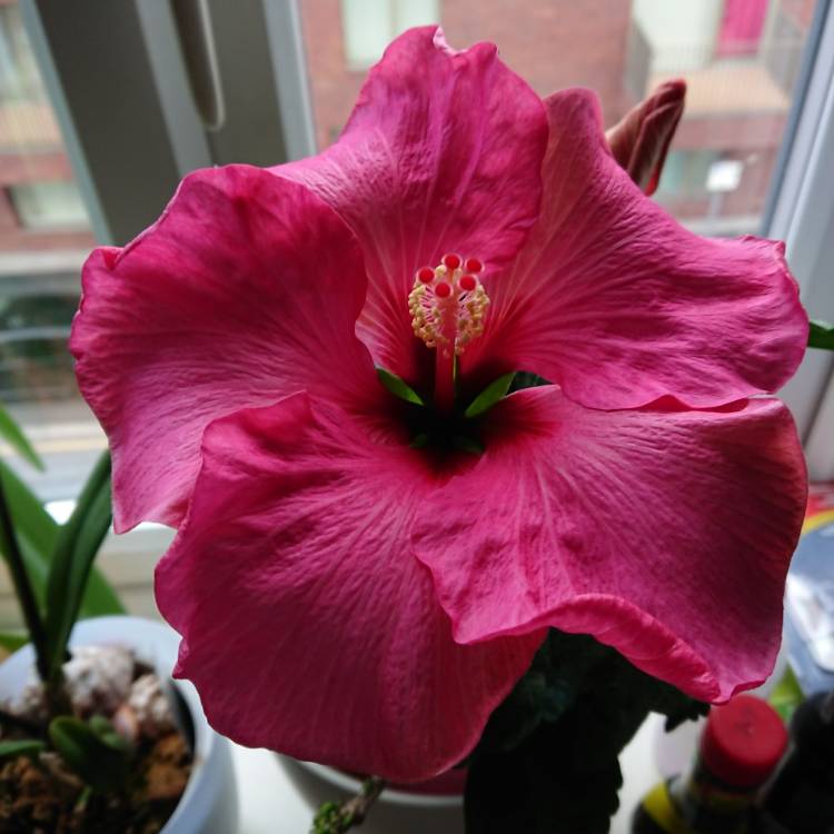 plant image 677742 plant image 677742