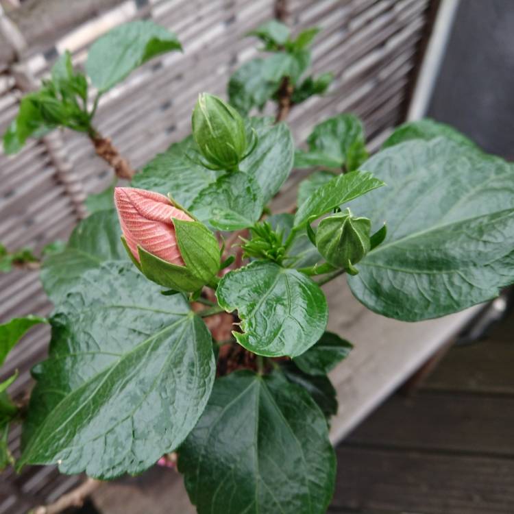 plant image 753578 plant image 753578