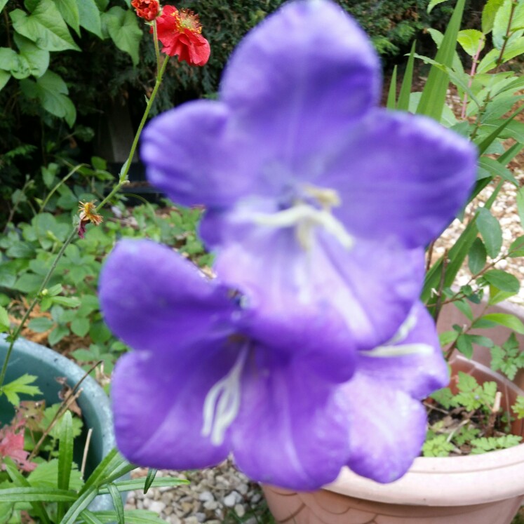 Rachel 's garden