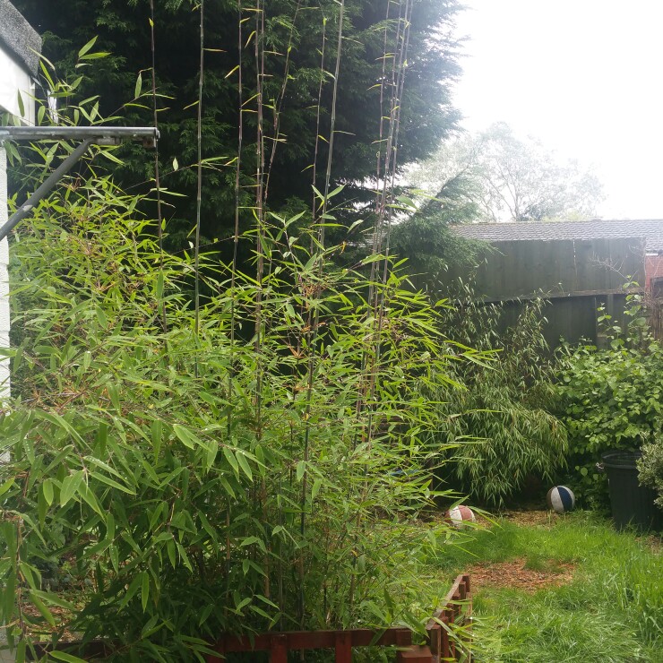 Rachel 's garden
