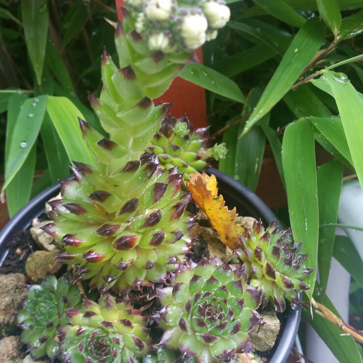 Rachel 's garden
