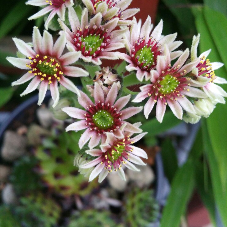 Rachel 's garden