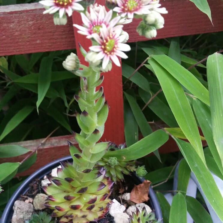 Rachel 's garden