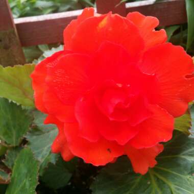 Rachel 's garden