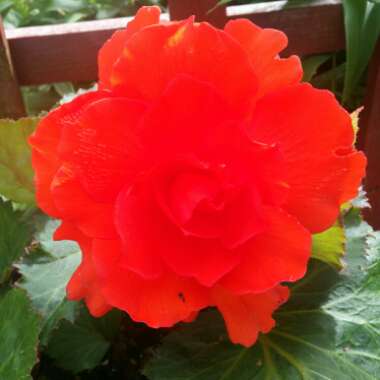Rachel 's garden