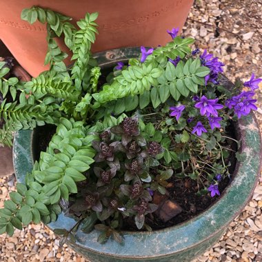 Rachel's garden