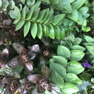 Rachel's garden