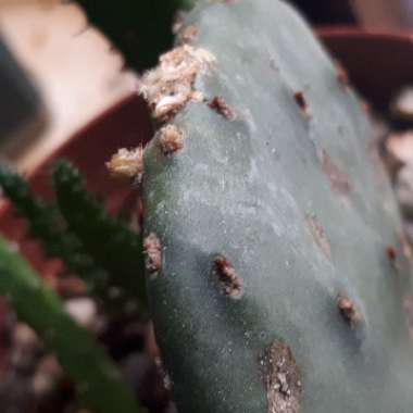 Eastern Prickley Pear Cactus