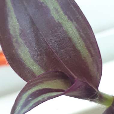 Tradescantia zebrina  syn. Tradescantia tricolor, Tradescantia zebrina pendula, Tradescantia pendula