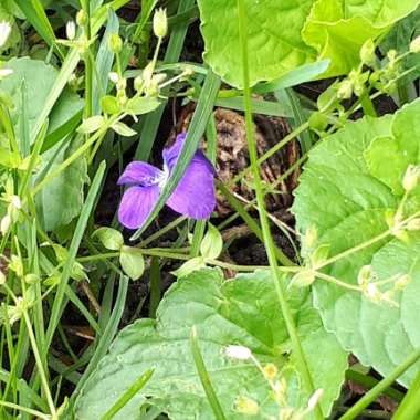 Violet