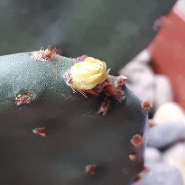 Opuntia humifusa