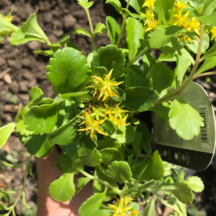 Plant image Phedimus selskanianus syn. Sedum selskianum