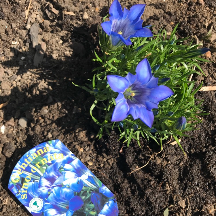 plant image 1170386