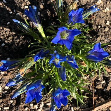 Gentiana