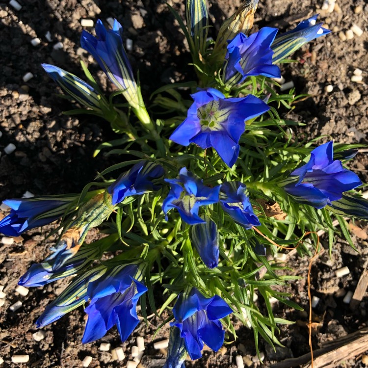 plant image 1170392