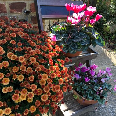 Cyclamen