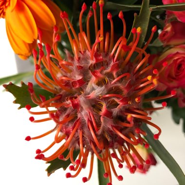Protea