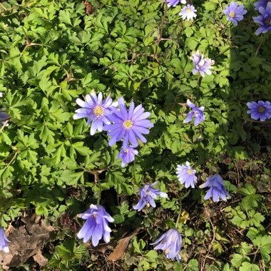 Anemone blanda 'Blue Shades'