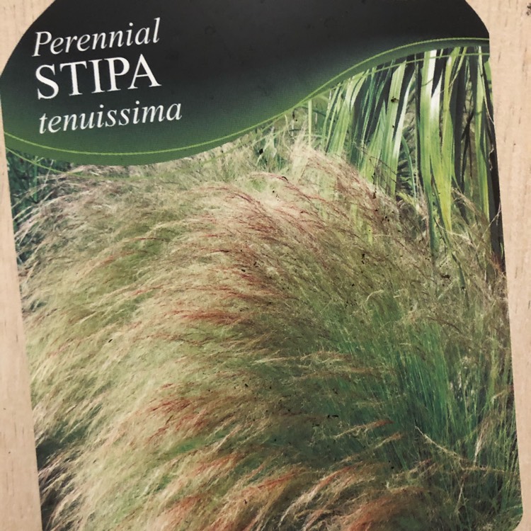 plant image 1490514