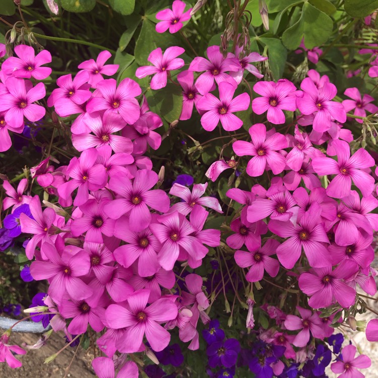Plant image Oxalis articulata 'Festival'