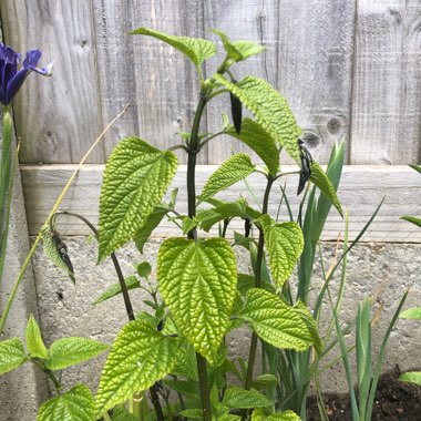 Salvia Guaranitica 'Black and Blue'