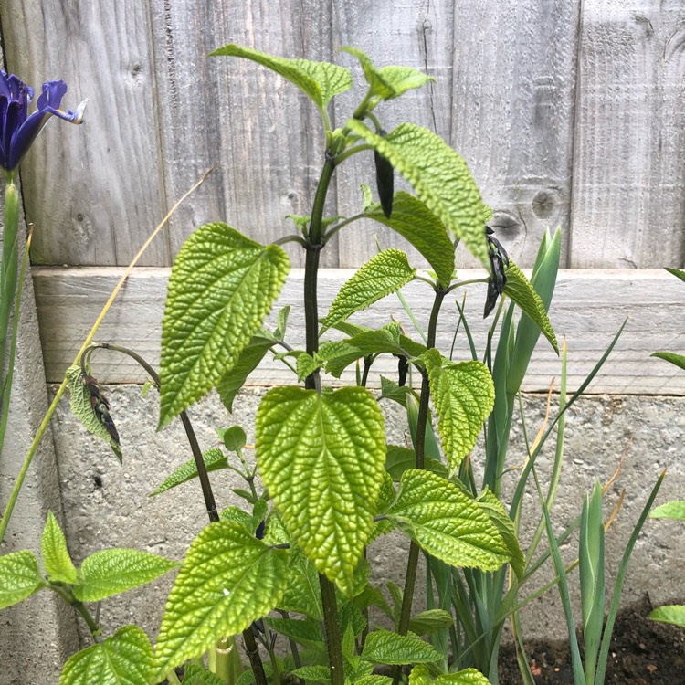 plant image 1490782 plant image 1490782